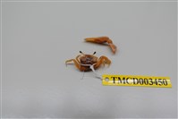 藏品(乳白南方招潮蟹)的圖片